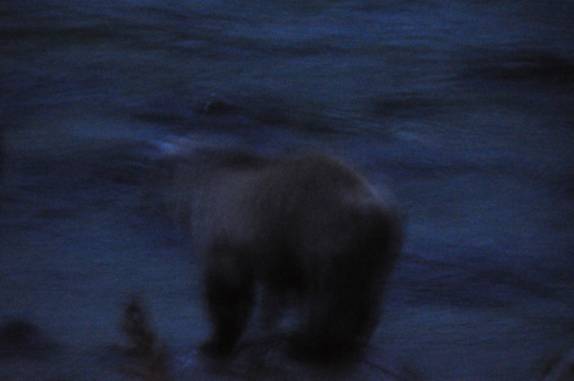 Ursos pescam salmão no início da noite no lago Chilkat, próximo à Haines, no sudeste do Alaska